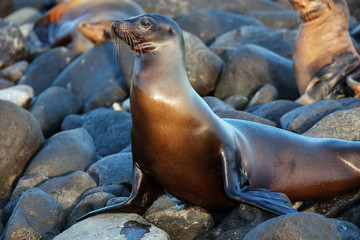 Galapagos sea lion resting on rocks at Suarez Point, Espanola Island, Galapagos National park, Ecuador.