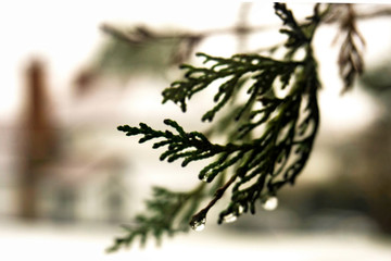 Winter conifer branch background
