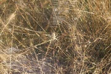 Banded Garden Spider. Web. Shiloh Ranch Regional Park in southeast Windsor includes oak woodlands, forests of mixed evergreens, ridges with sweeping views of the Santa Rosa Plain, canyons.
