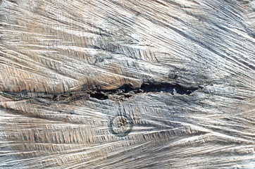 background image of old tree cut close-up