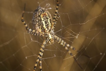 Banded Garden Spider. Web. Shiloh Ranch Regional Park in southeast Windsor includes oak woodlands, forests of mixed evergreens, ridges with sweeping views of the Santa Rosa Plain, canyons.