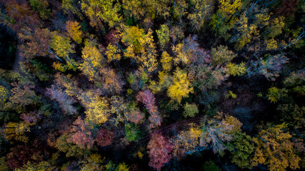 Fototapeta na wymiar Fall Trees Foliage