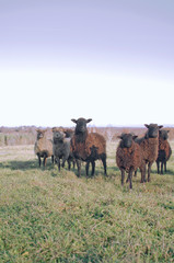 Naklejka na ściany i meble multiple herd of sheep grazing in the field