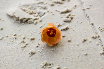 orange flower lies on the sand of Kata Phuket beach, Thailand