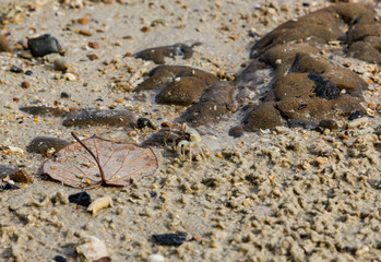 small crab and big leaf on the sand of Kata Phuket beach, Thailand