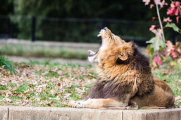 roaring lion sunny day