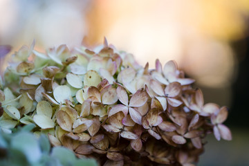 hydrangea flower close u[