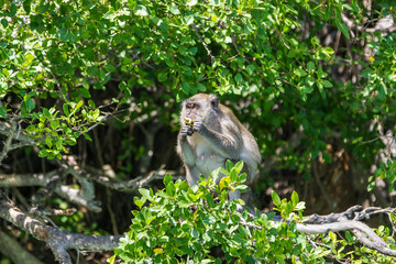 monkey sits on a tree and eats fruit Phuket, Thailand