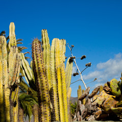 Cactus Landscape, Green Hills, Canary Islands