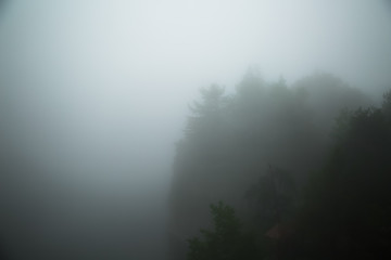 Pine Trees in the Fog