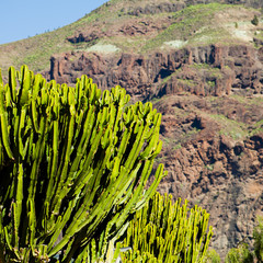Candelabrum spurge - Euphorbia candelabrum, cactus, Canary Islands, Gran Canaria
