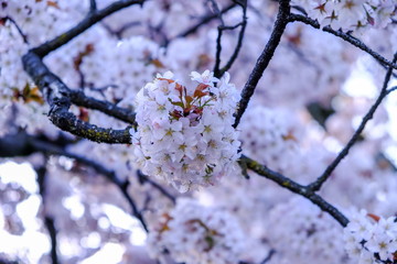 Fully-bloomed cherry blossoms at Ueno Park(Ueno Koen) in Ueno district of...