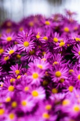 Obraz premium Tatarian aster