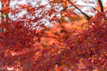 Maple leaves of Japan
