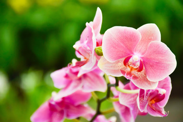Naklejka na ściany i meble pink Phalaenopsis or Moth dendrobium Orchid flower in winter or spring day tropical garden Floral nature background.Selective focus.agriculture idea concept design with copy space add text.