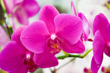 Fototapeta na wymiar pink Phalaenopsis or Moth dendrobium Orchid flower in winter or spring day tropical garden Floral nature background.Selective focus.agriculture idea concept design with copy space add text.