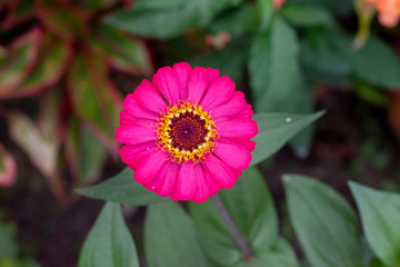 Pink zinnia flower beautiful on nature background in the garden.