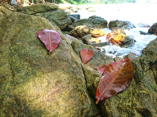 Red leaf Indian-almond on rock beach 