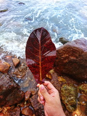 Red leaf Indian-almond on rock beach 