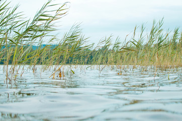Fototapeta na wymiar reeds in the lake water