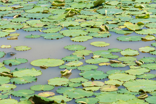 Nymphaeaceae with Green Leaves on a Small Pond