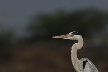 Grey Heron (Ardea cinerea) close-up.