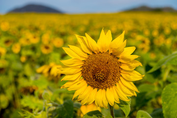Field of sunflowers in Pak Chong district,Nakhon Ratchasima Province,northeastern Thailand.