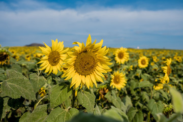 Field of sunflowers in Pak Chong district,Nakhon Ratchasima Province,northeastern Thailand.