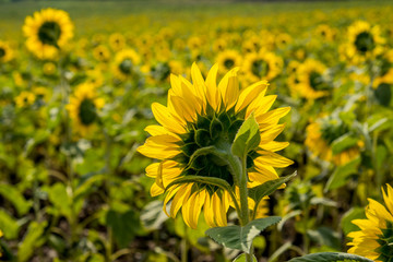 Field of sunflowers in Pak Chong district,Nakhon Ratchasima Province,northeastern Thailand.