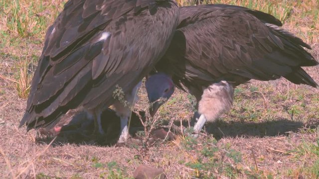 Two Huge Lappet Faced Vulture tearing dead skin and eating the flesh