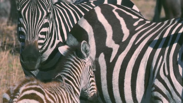 Zebra calf rubbing mother back in Maasai Mara