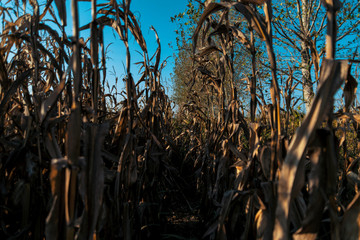 Fototapeta premium Wheat field at sunset in the countryside of Lomellina