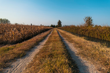 Country dirt road in Lomellina at sunset