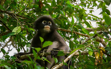 Dusky leaf monkey Trachypithecus obscurus