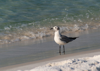 Seagull on the Beach
