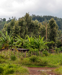Fields with trees in Kenya on a cloudy day