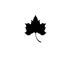 Maple leaf vector icon illustration