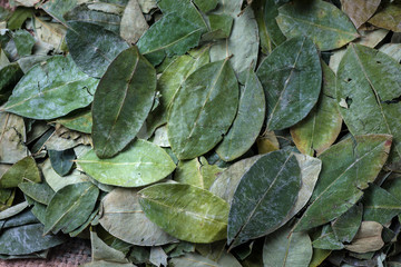 Coca leaf still life display.