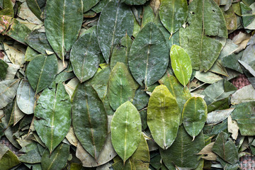 Coca leaf still life display.