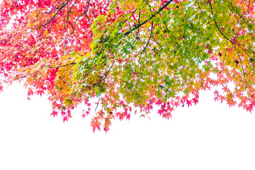 Beautiful red and green maple leaf on tree