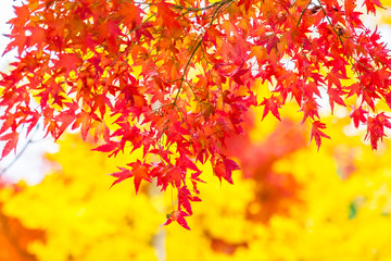 Beautiful red and green maple leaf on tree