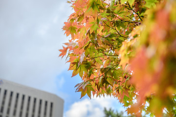 都会の紅葉