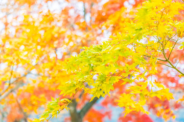 Beautiful red and green maple leaf on tree