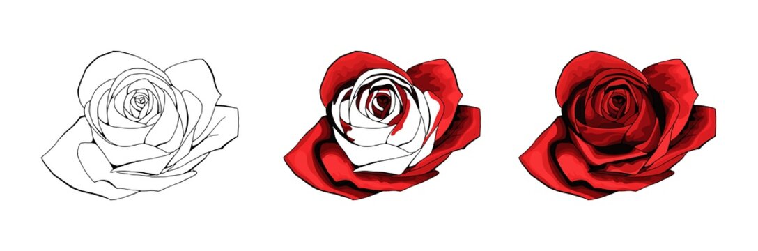 Rose hand drawing and colored. A blossoming rosebud. Vector illustration.