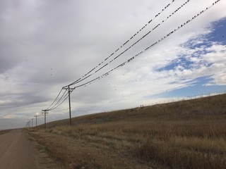 power line with birds