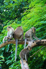 Famille de singe sur branche