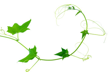 Green leaves vine plants isolate on white background. File contains with clipping path.