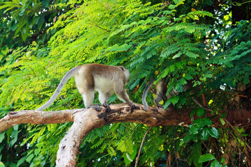 Singe marchand sur une branche
