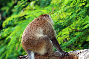 Singe de dos