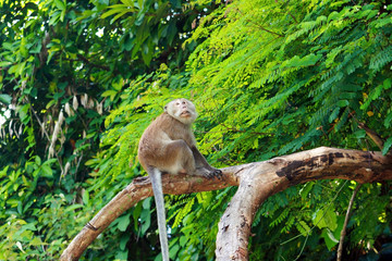 Jeune singe